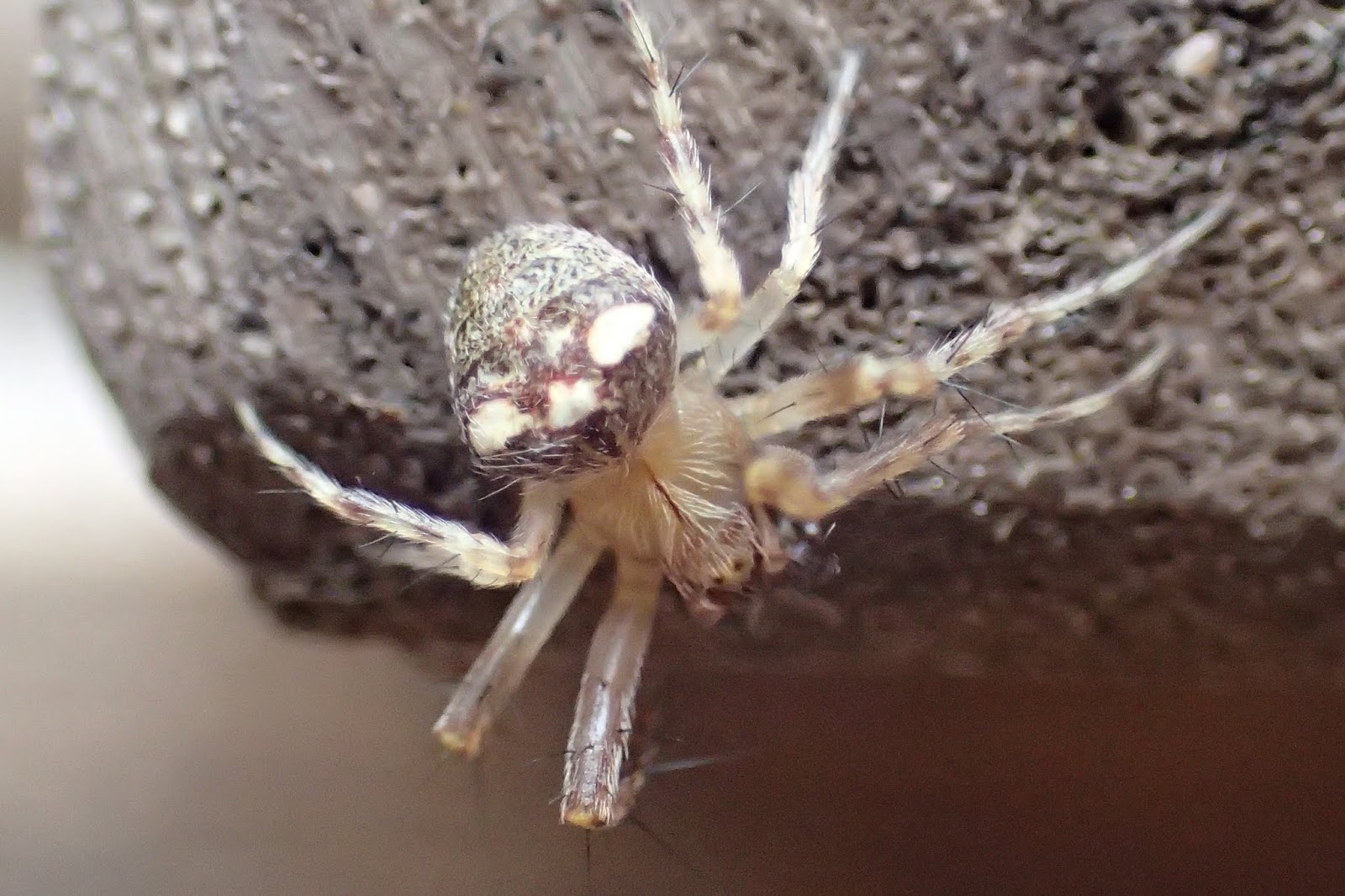 The Lyons Share Watch a spider shed its skin under the microscope!