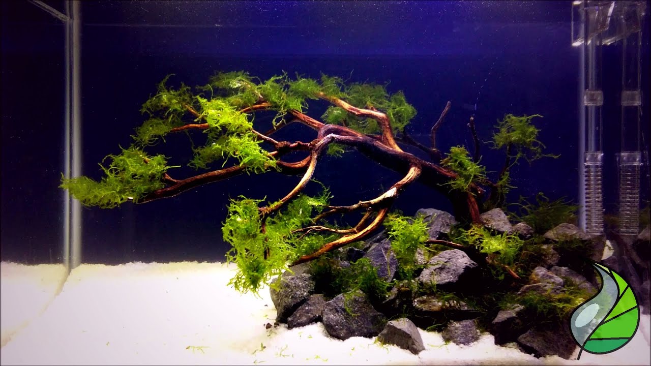 Contoh dan Referensi Desain Aquascape Bonsai Terbaik