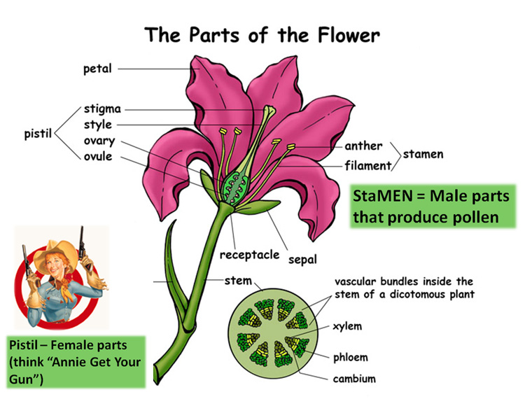 Parts of the flower worksheets. Be a flower перевод на русский. цветы названия на английском. цветы на английском языке. строение цветка схема.