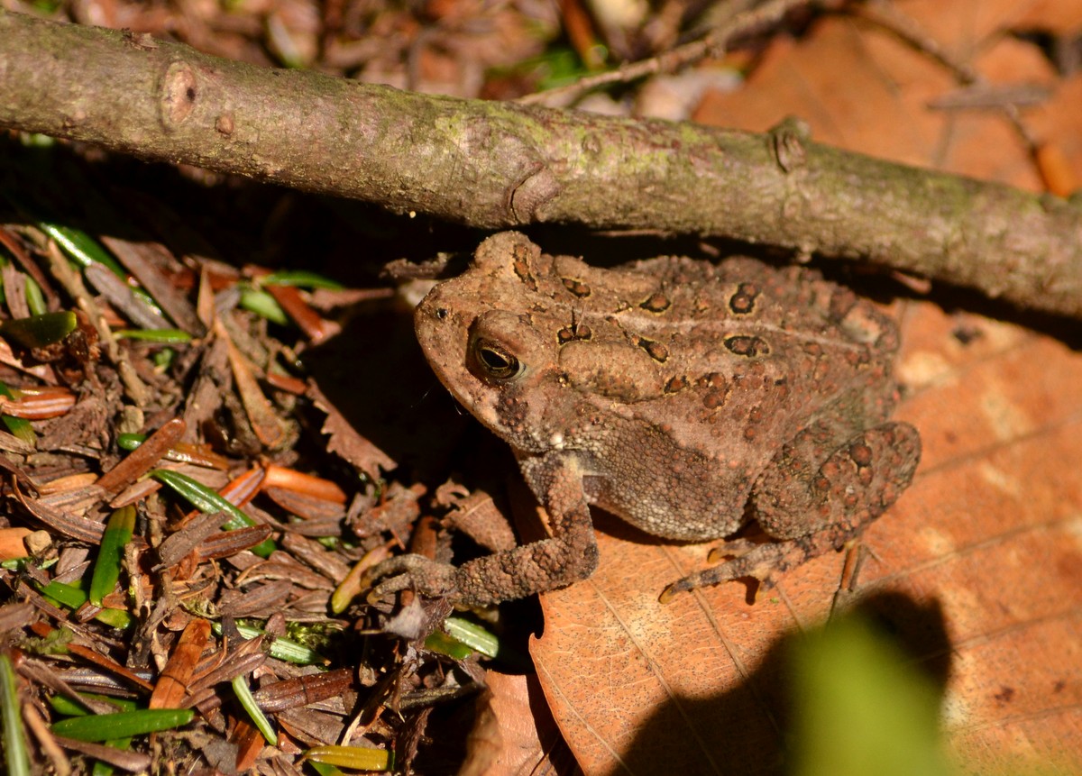 Woods Walks and Wildlife: Two Walks: Visiting a Bog, Plus a Few