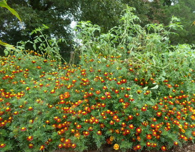 antique marigolds propping up Amish Paste tomatoes