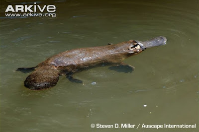 Platypus