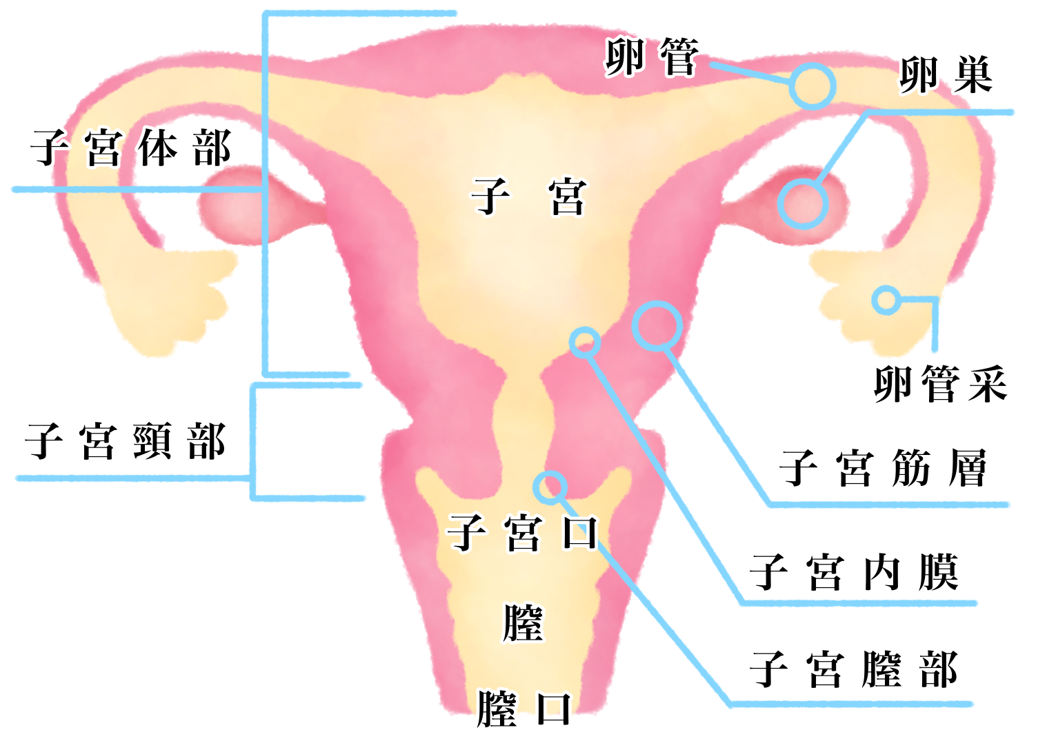 ん 検診 体 が 子宮 子宮体がんの初期症状・診断法【産婦人科医が解説】 [子宮の病気]