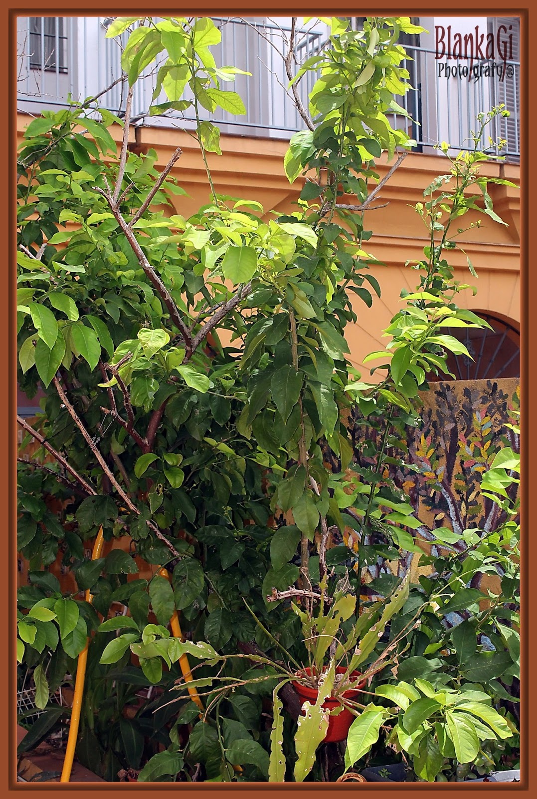 El Patio de mi casa.: Los árboles de mi patio