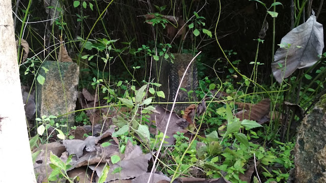 semak belukar di makam sorak