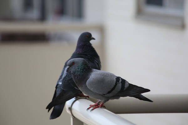 how to tell the difference between male and female pigeons