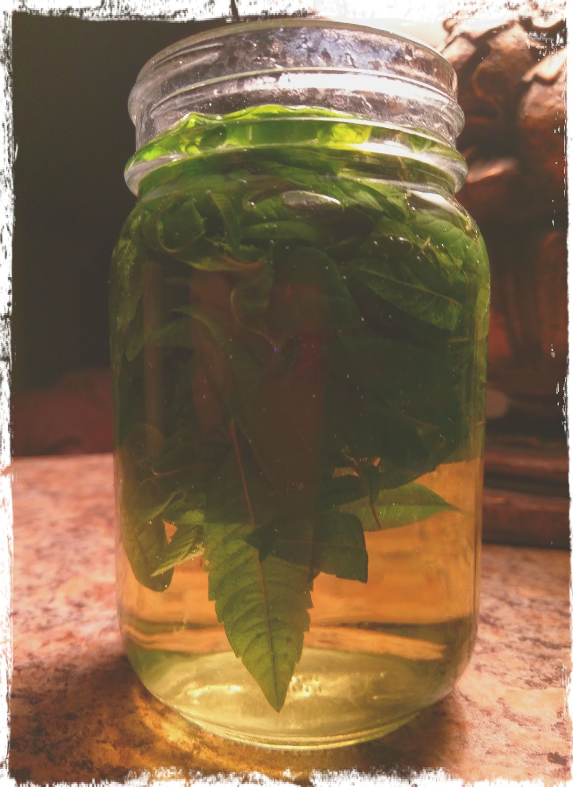 Lemon Verbena Living Medicinal Use of Lemon Verbena