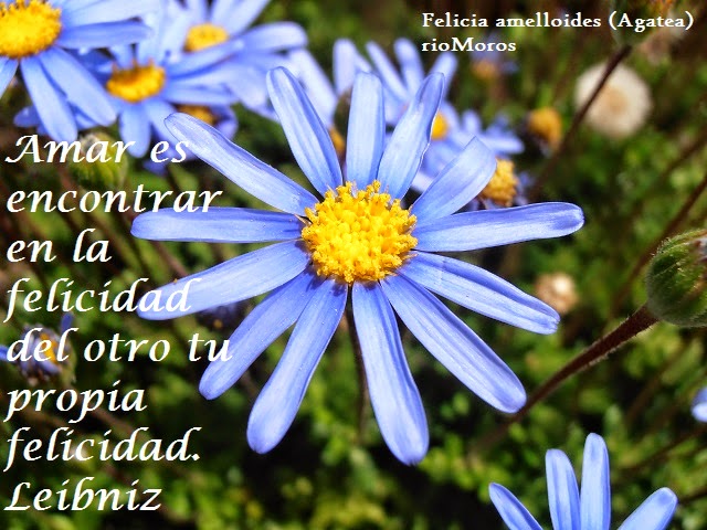 Amar es encontrar en la felicidad de otro tu propia felicidad. Leibniz