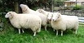 Domba Welsh Mountain dan Domba Shropshire sebagai tipe domba Dwiguna