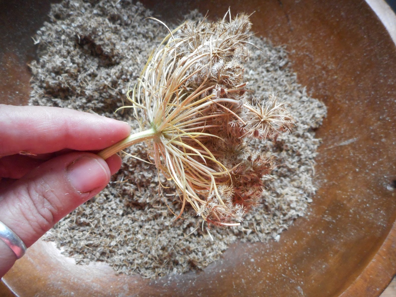 семена бамия бомбей. семя конопли. морковь семена. конопляные семечки. семена пищевой конопли.