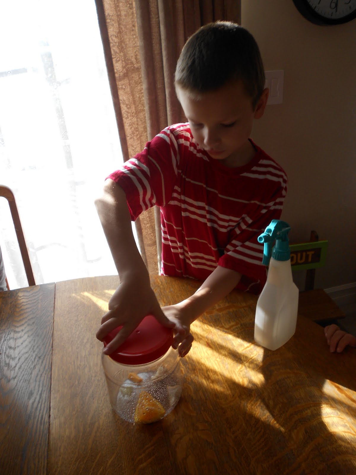 Almost Unschoolers How to Make a Mold Terrarium