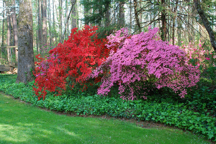 Lula Belle Style Azalea Heaven