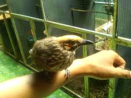 Burung Cucak Rowo - Radang Mata Pada Burung Cucak Rowo dan Cara Pengobatannya - Penangkaran Burung Cucak Rowo