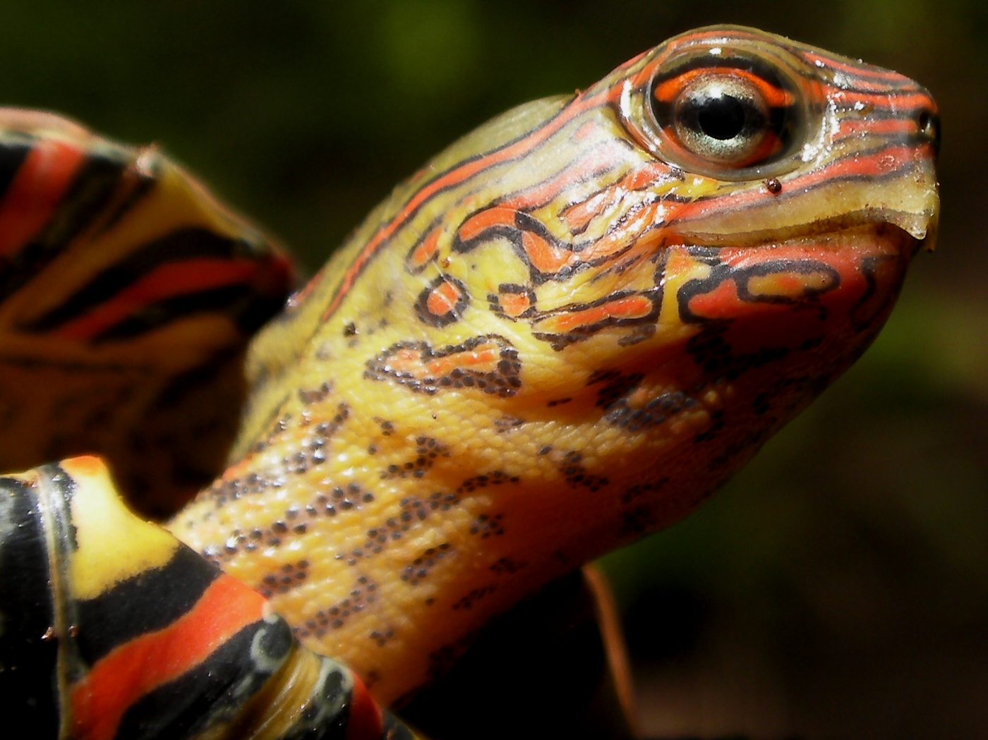 Quaoar Power Zoo painted wood turtle (Rhinoclemmys pulcherrima
