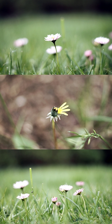 Collage aus Gänseblümchen im Rasen und Löwezahn { by it's me! }