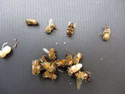 bee, bee cozy, beekeeping, collecting water, foraging, mahonia, parasitic fly, pollen, red maple, watering bees, winter, 