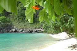 nature hd natural wallpapers desktop nice google its simple beach gorgeous