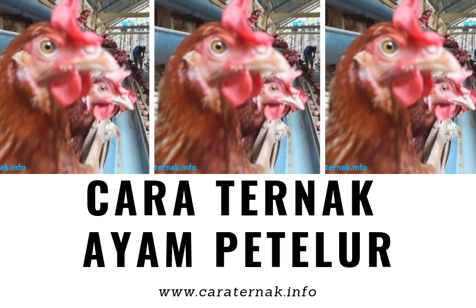Syarat Lokasi Yang Baik Untuk Budidaya Ayam Petelur Bagi Hal Baik