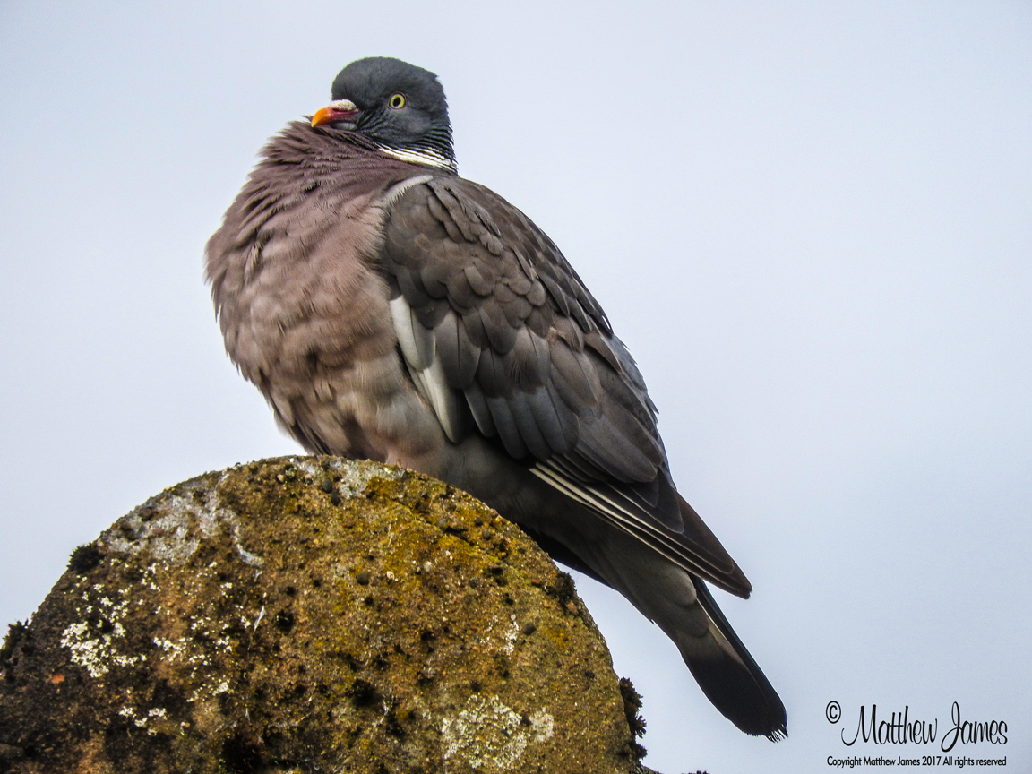 A Light In The Darkness Wood Pigeon Totem Bird Of The Day