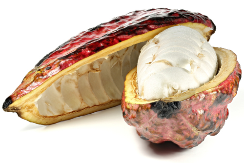 Çikolata Nerede Yetişir, Nasıl Üretilir 1. Bölüm