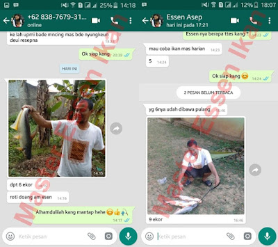 Essen Untuk Ikan Patin Di Air Mengalir Essen Untuk Ikan Patin Di Air Mengalir