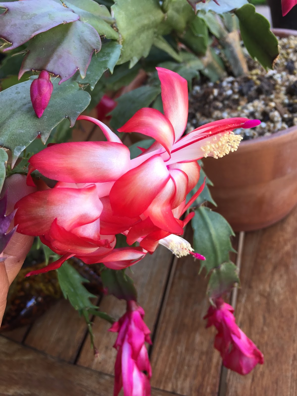 The Succulents and Pottery Compulsion Should be Martin Luther King Jr