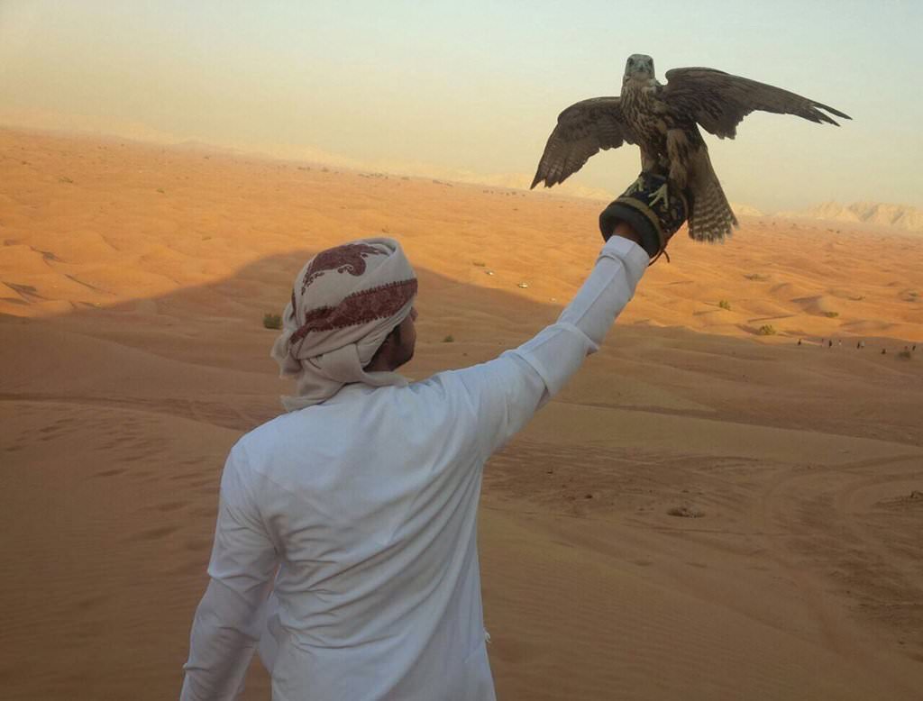 Ras Al Khaimah falcon show