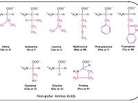 Amino Acid Diagram Amino Acid Diagram