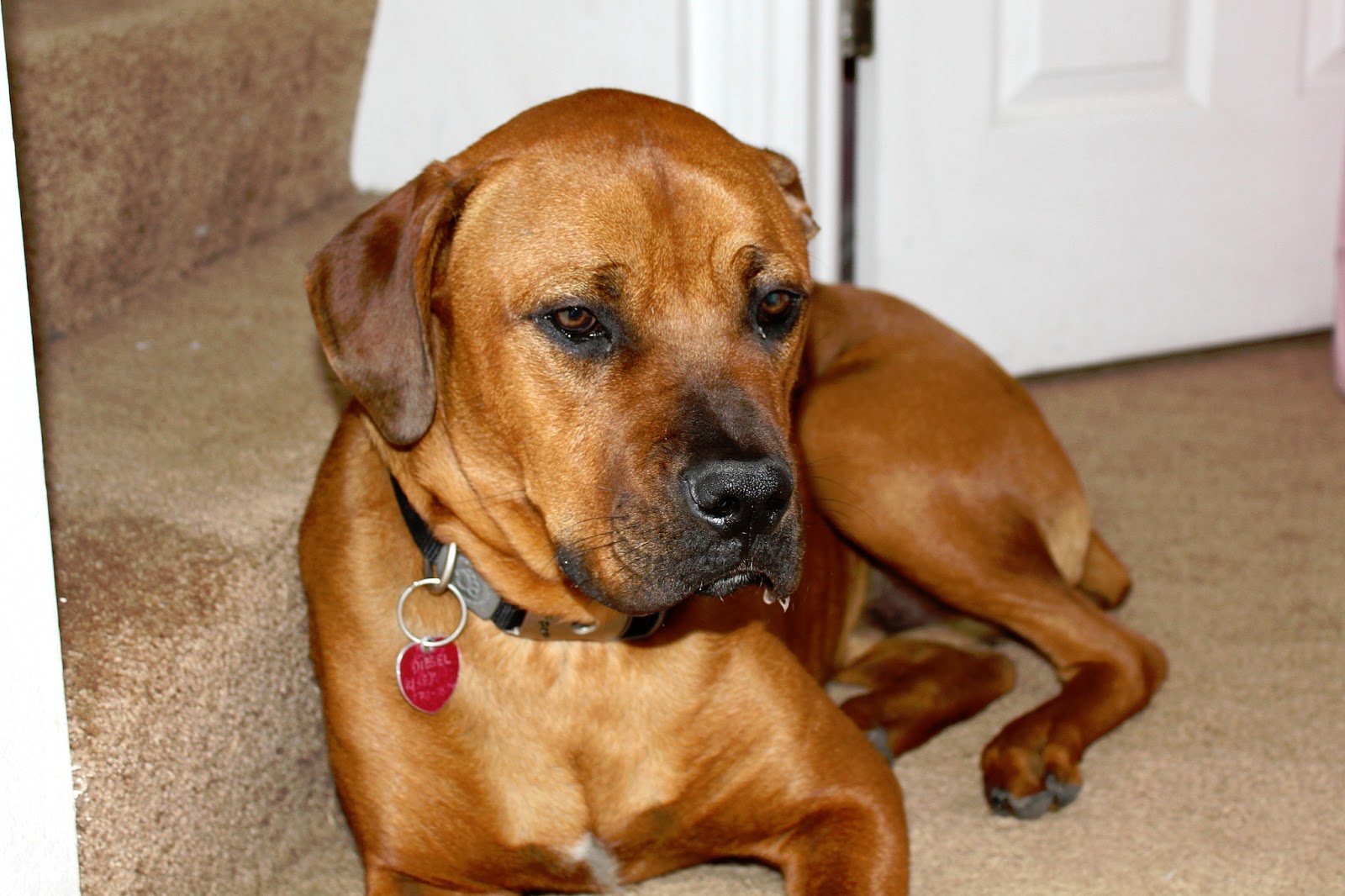 diesel-the-boxweiler