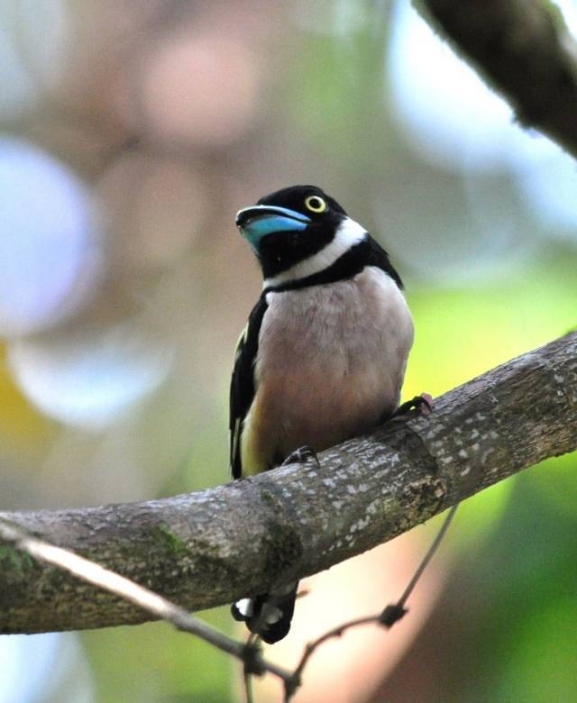Eurylaimus ochromalus Blackandyellow Broadbill Ryan Maigan Birds