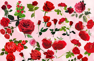 Huge Awesome Roses png Collection new 2015 free for Designing