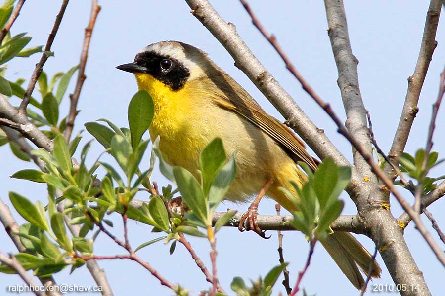 The Backyard Wildbird and Nature Store Nanaimo bird report, May 01, 2011