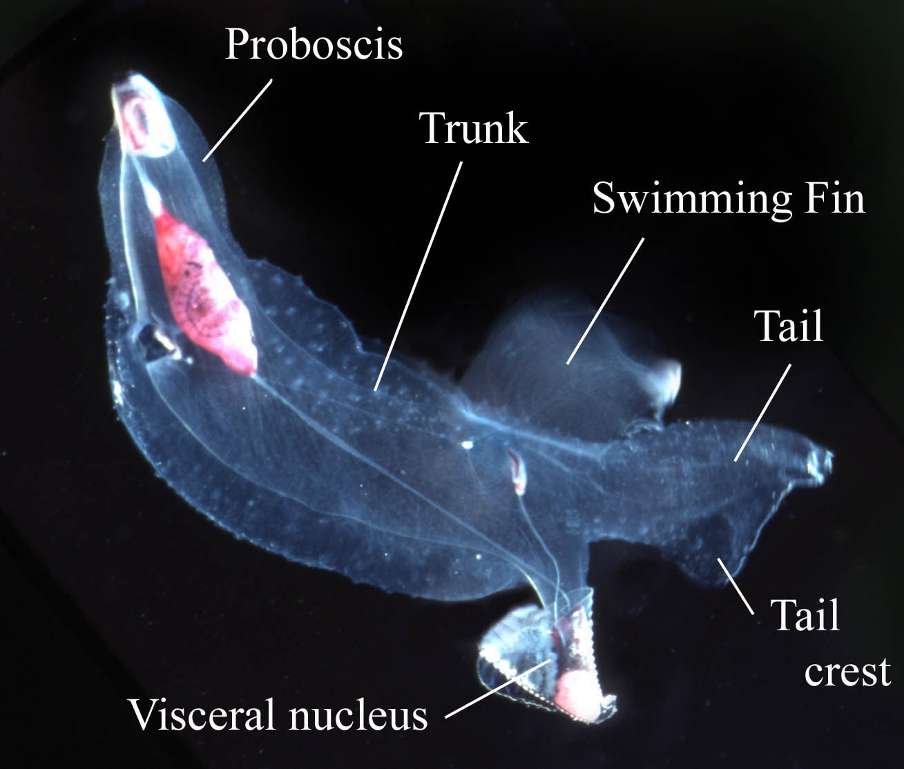 Real Monstrosities: Carinariid