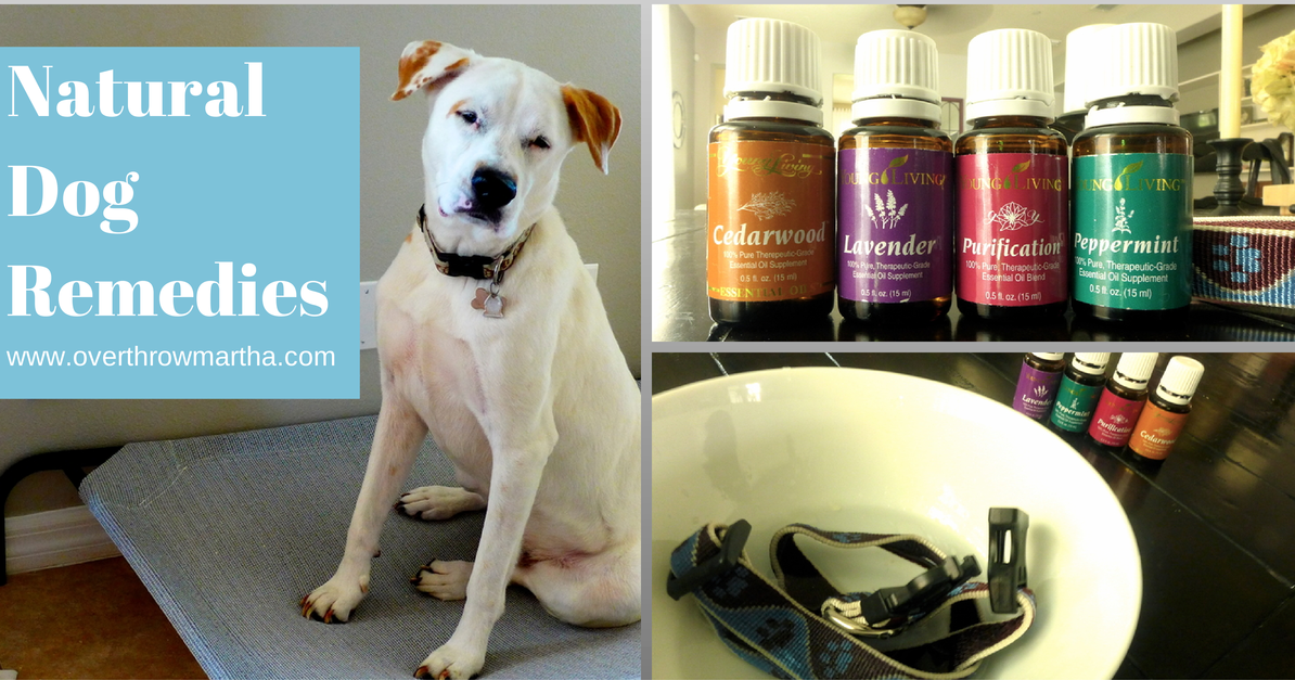Will Lavender Oil Hurt Dogs