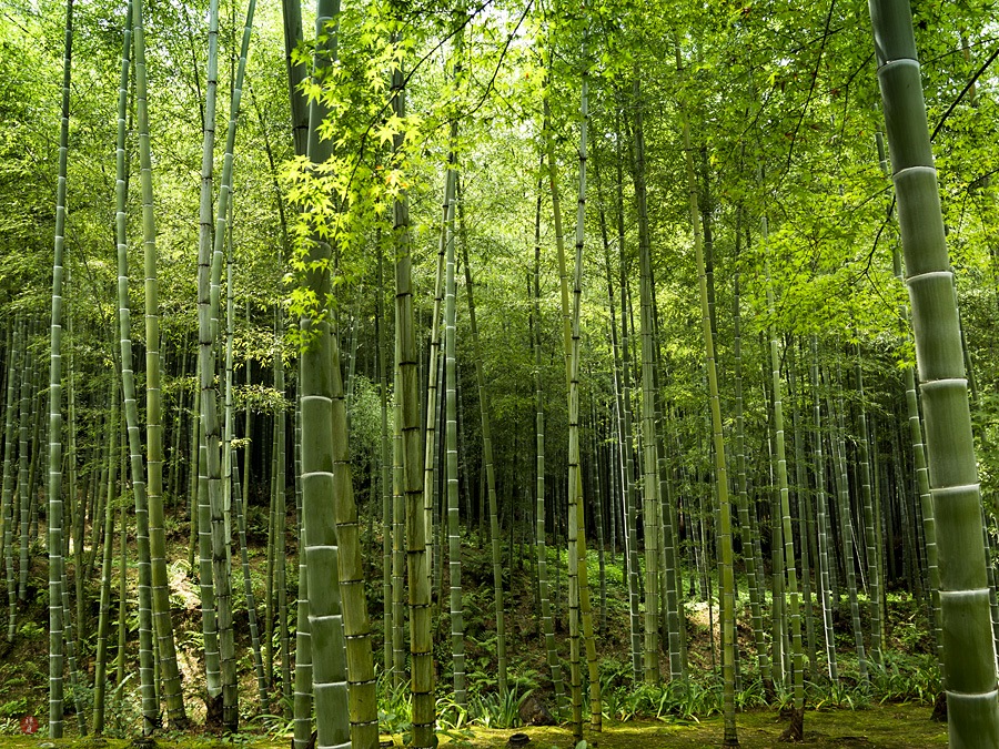 FROM THE GARDEN OF ZEN A bamboo grove in Tenryuji (Kyoto)