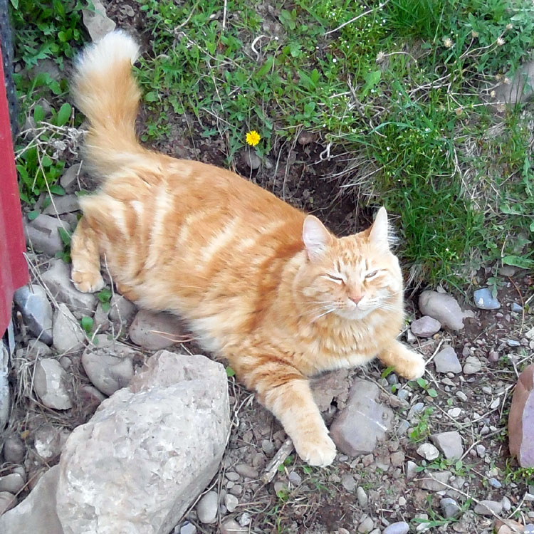 The Maaaaa of Pricilla Farm Cat Friday Just Some Farm Cats Enjoying