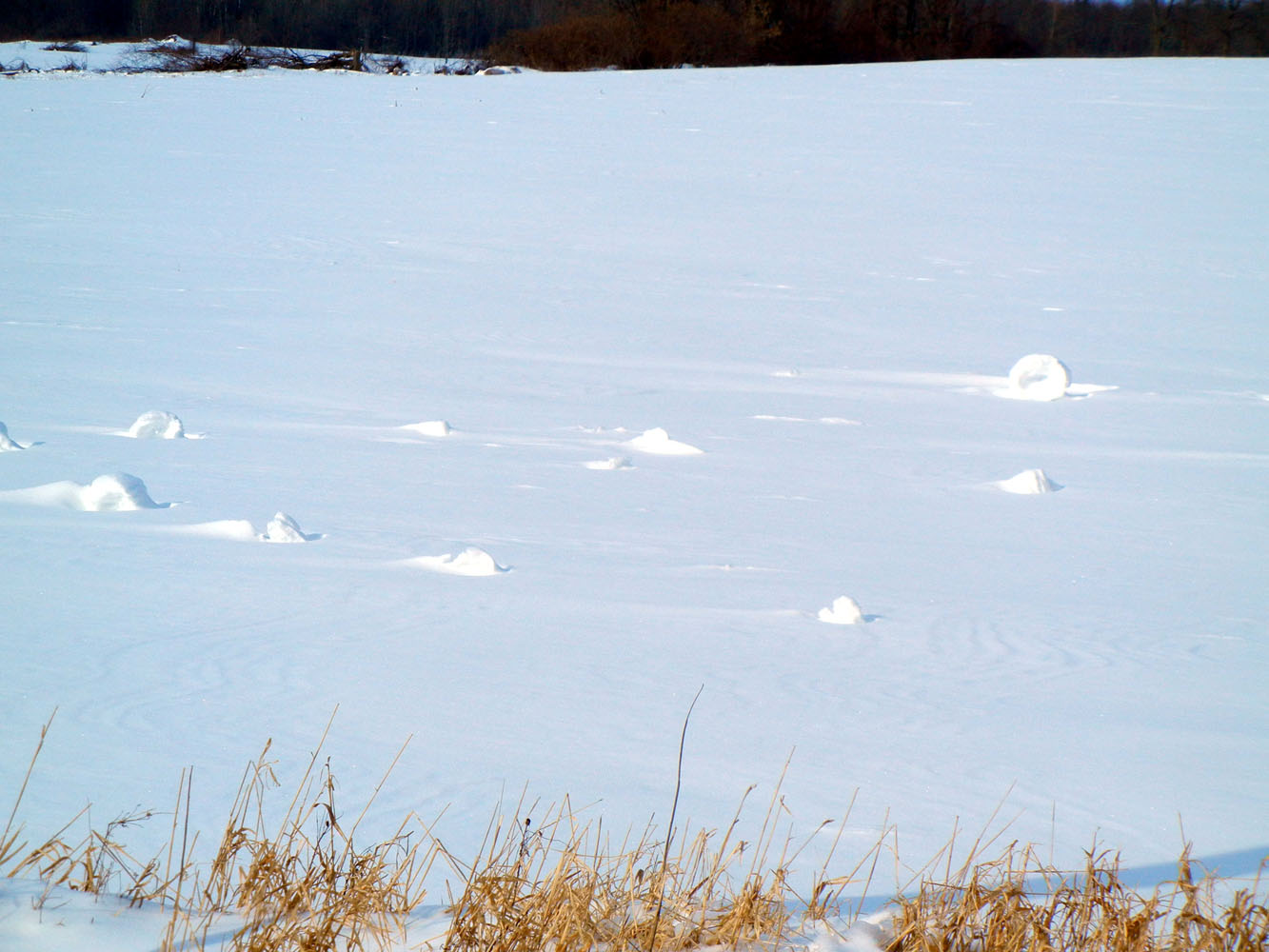 Ronna's Blog Snow Rolls