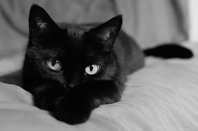 LES PLUS BELLES PHOTOS DE CHATS NOIRS SONT ICI