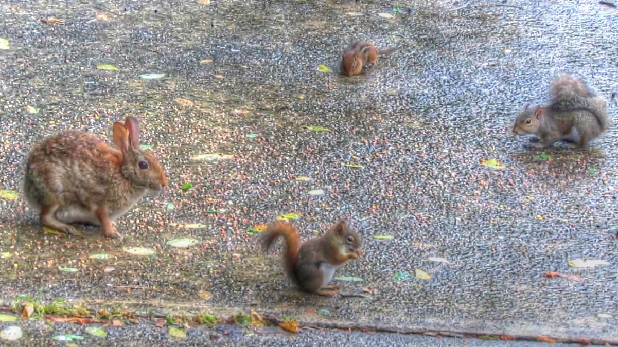 Backyard Birding....and Nature Little Furry Friends Red Squirrel