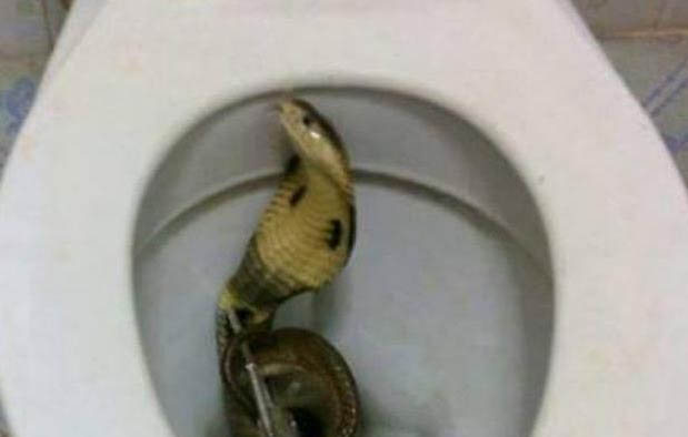 6 Arti Mimpi Saat Ular Masuk Rumah Menurut Ajaran Islam Dan Primbon