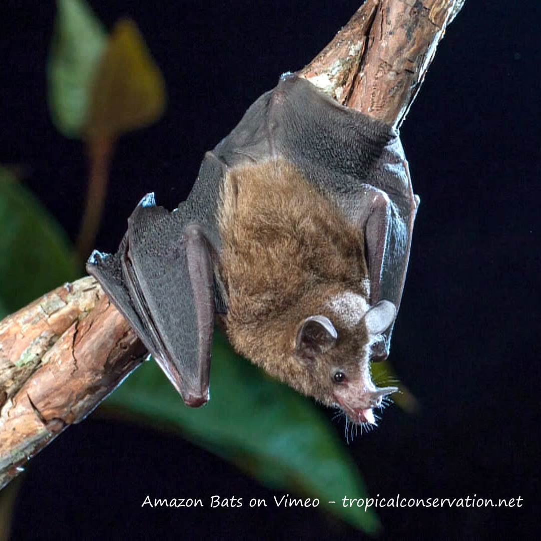 Amazon Bats