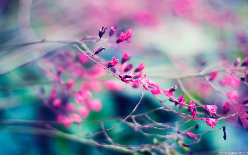 Budding in Pink Budding in Pink