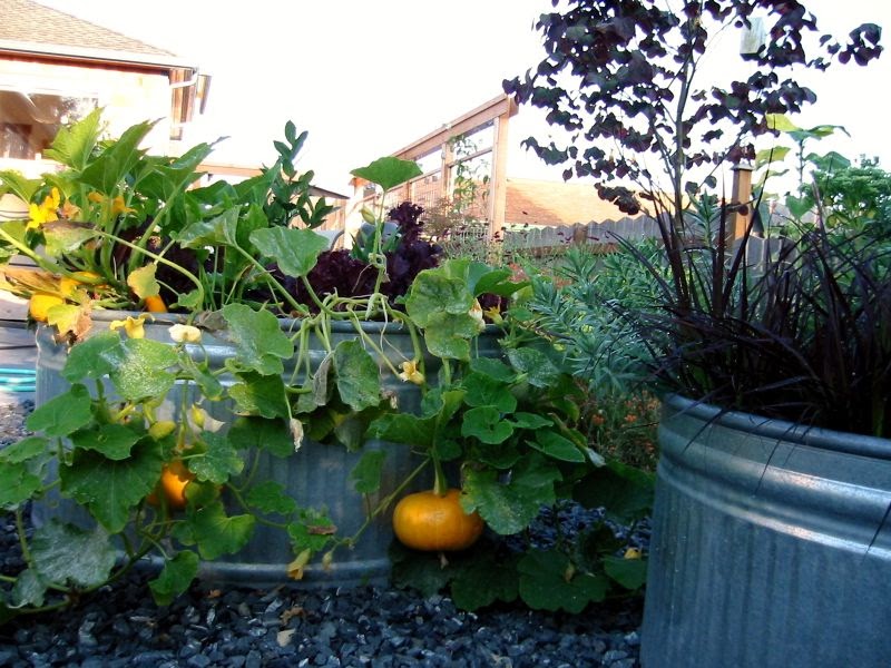 Two Men And A Little Farm Galvanized Water Tank Trough Vegetable Gardens Galvanized Water Tank, Galvanized Trough Vegetable Garden