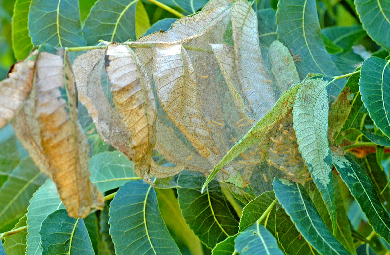 Northern Pecans Fall webworm hatching
