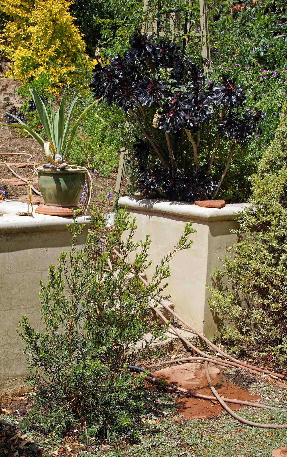 Euonymus Japonicus Stock Photos And Images Agefotostock