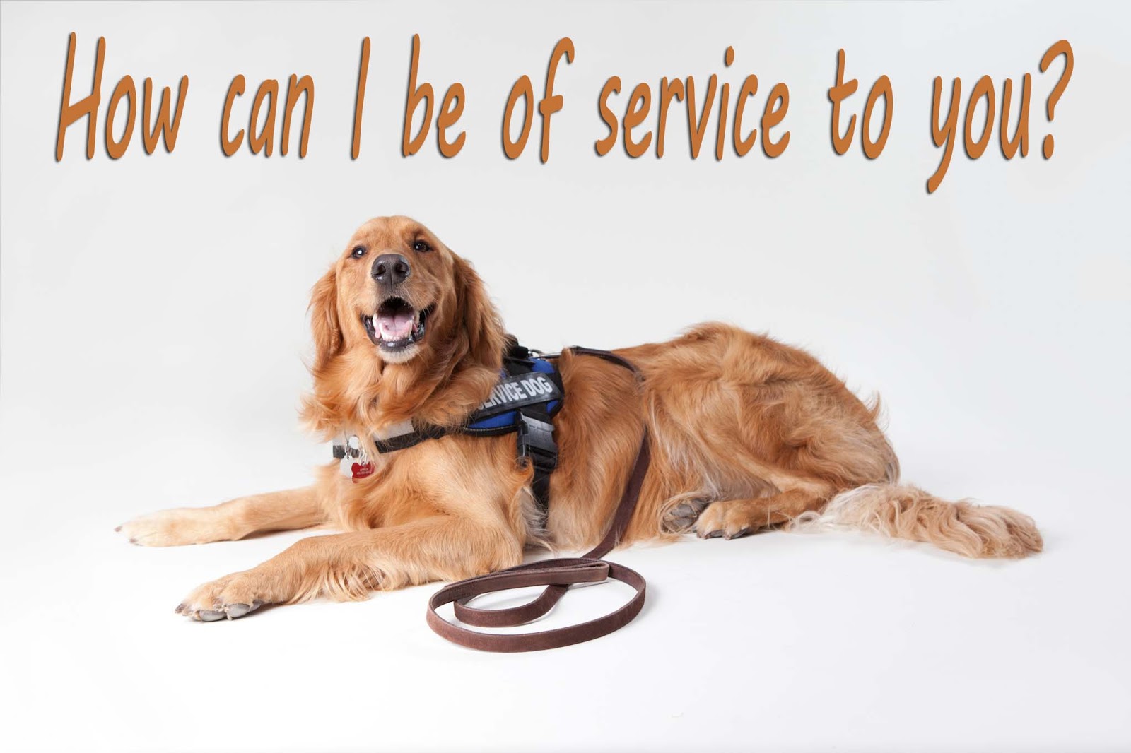 we-care-for-dogs-how-to-make-your-dog-a-service-dog