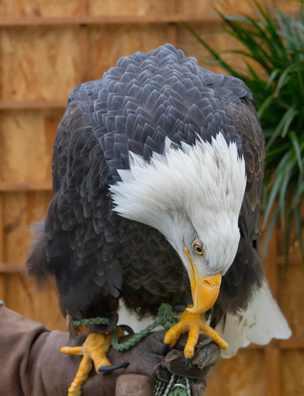 Bird Treatment and Learning Center: Save the Eagle 2014