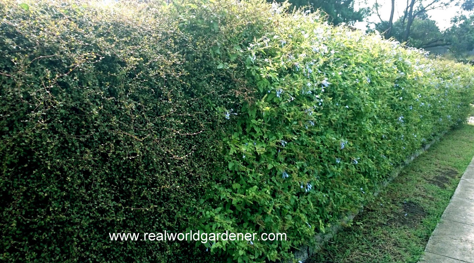 Butterfly Bush As Hedge