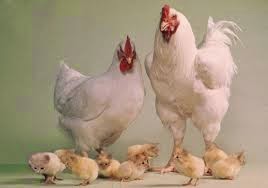 أغرب صور في العالم