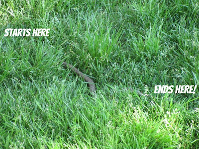 Snake in the Grass Detroit